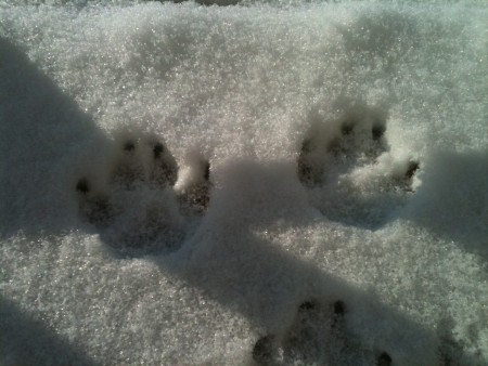 Nevica...